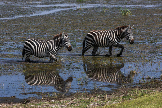 istock Plain Zebras in Wetland at Amboseli 2168633476