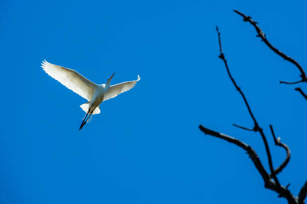 Great egret (Ardea alba) captured in mid-air flying over natural ocean slough, spring nesting area.Taken in Moss Landing, California. USA