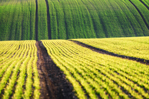 A full frame photograph looking down at sweetcorn crops growing on the Isle of Wight