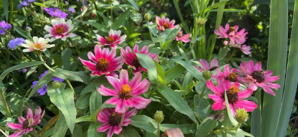 istock Garden flowers 2168638447