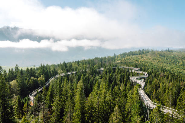 istock A wooden walkway extends through verdant forests, connecting the landscape under a clear blue sky. 2168641906