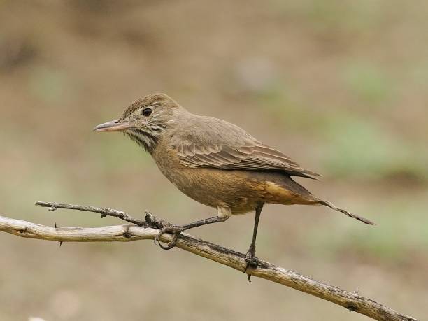 istock A Great Shrike-tyrant perches on a dry branch 2168642350