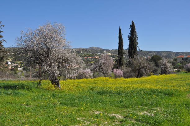 istock Olive in Farmland 2168643816