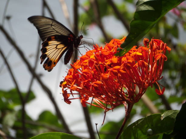 istock Butterfly on orange flowers 2168644698
