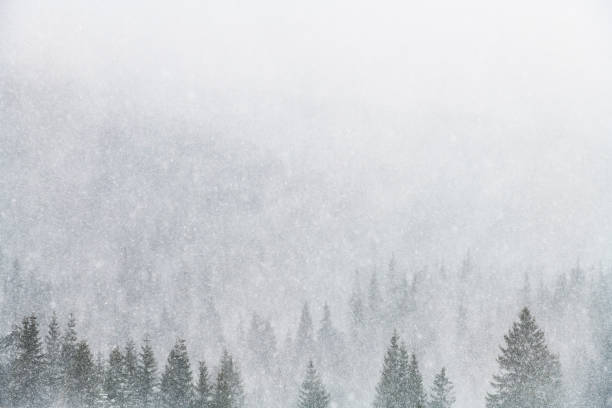 Snowstorm in winter mountains. Snowy spruce and pine forest. Landscape photography