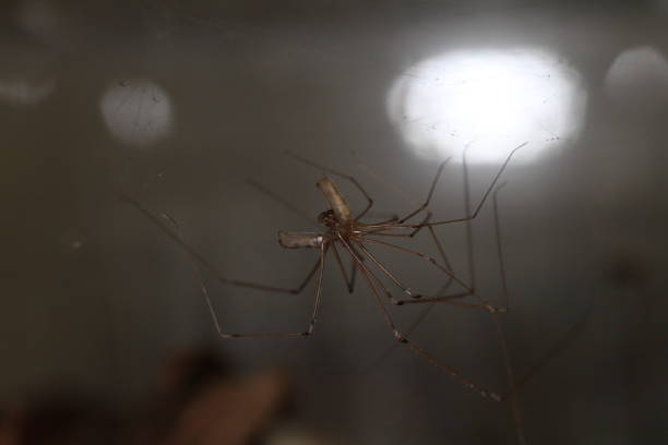 istock spider web in dark in nature in close up garden 2168646508