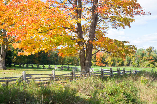 istock New Hampshire fall colours wood rail fence 2168652092