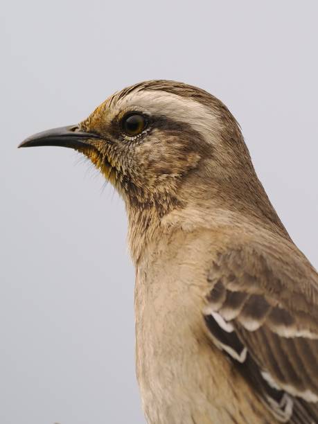 istock A Chilean Mockingbird with a dusting of yellow pollen on the head 2168653883