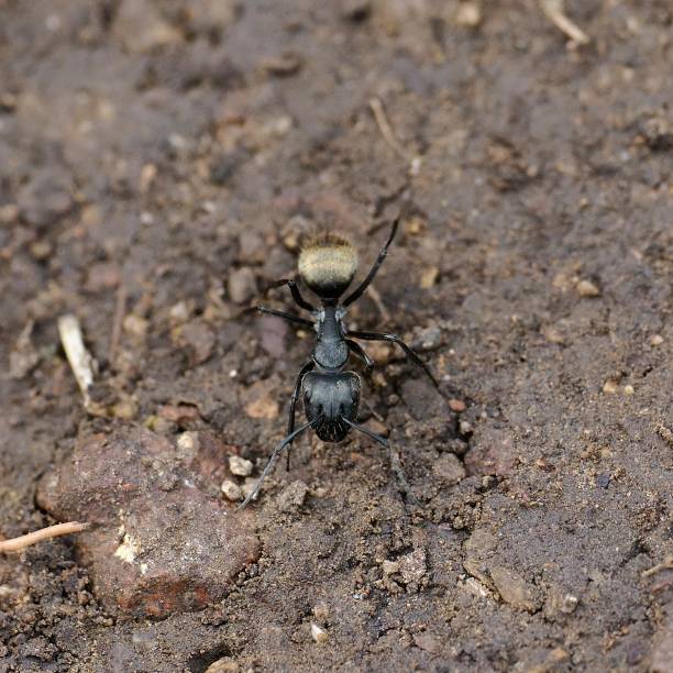 istock A single Chilean Carpenter Ant on a patch of wet sand 2168654036