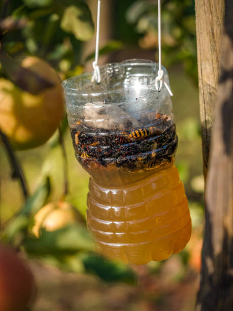 istock Home-made trap for hornets, wasps and other pest insects 2168654519