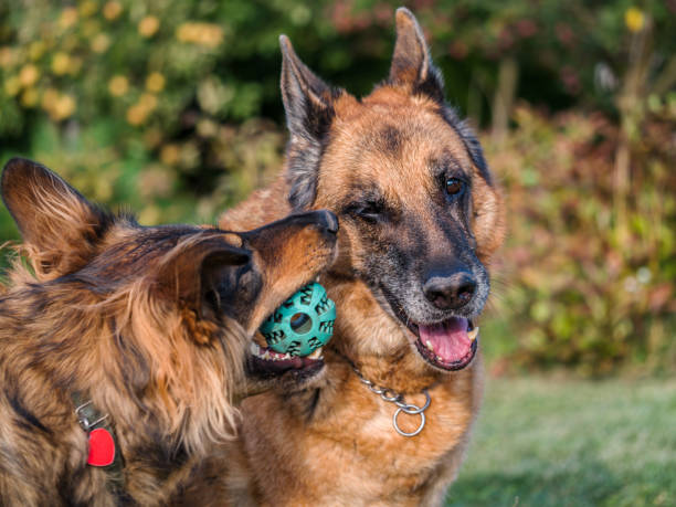 Happhy puppy dog playing with adult german shepherd outside in the garden