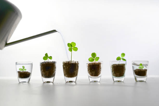 Small glass jars with planted three leaf clover, one is watered and becomes a lucky four leaf clover, success by taking the right measures and care, light gray background, copy space