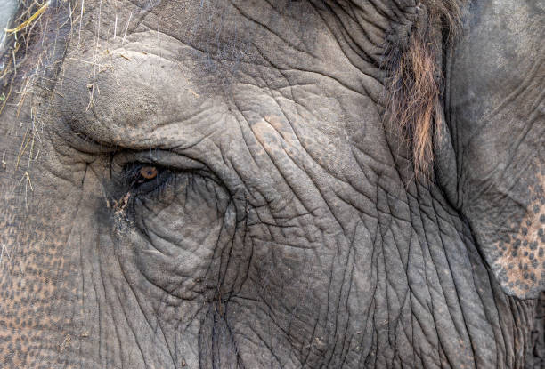 istock Portrait detail of grey old elephant 2168656372