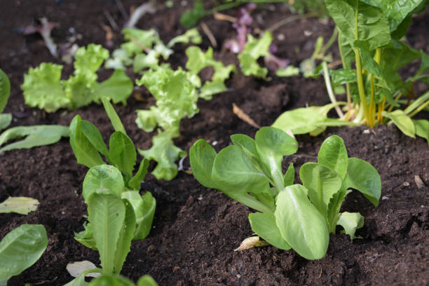 istock Young lettuce plants freshly planted in the vegetable patch with dark soil in the kitchen garden, homegrown food, selected focuf 2168656400