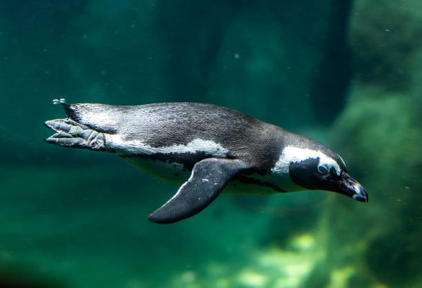 istock Swimming single penguin in aquarium 2168656430
