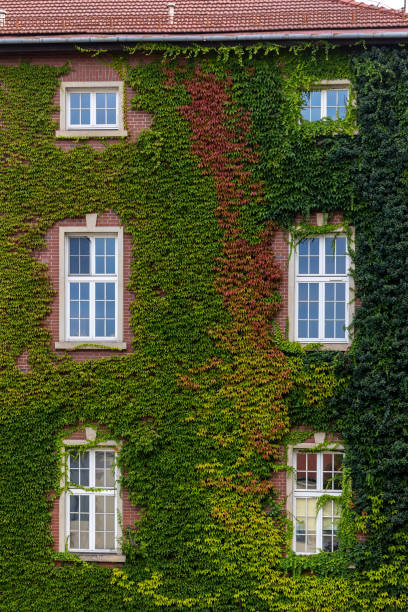 istock Facade of ivy covered house 2168656858