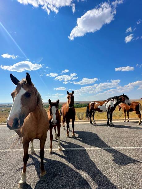 istock Group of wild horses 2168661944