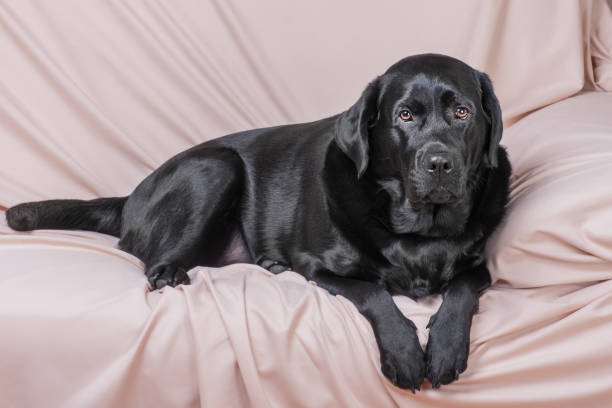 istock Black Labrador retriever dog. A dog on a beige sofa 2168662124