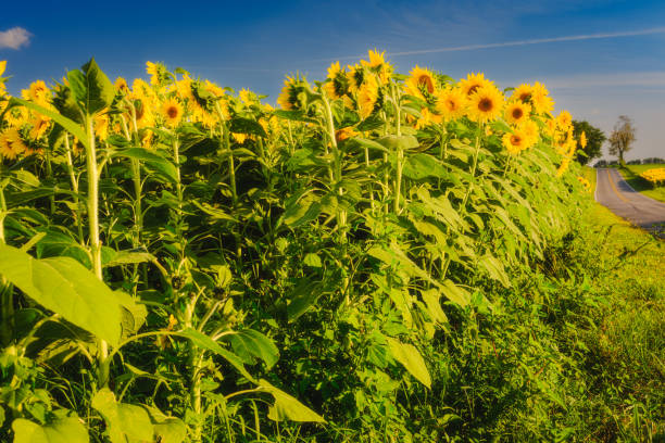 Sunflowers on a August day