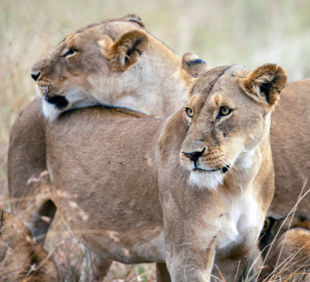 istock Two Lionesses at Masai Mara National Reserve 5 2168668396