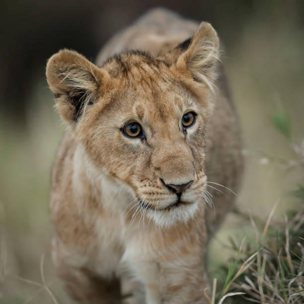 istock Lion Cub in the Wild 3 2168668597