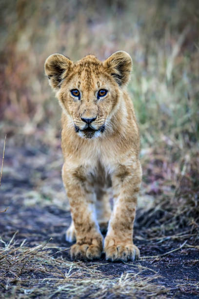 Lion cub, in the wild at Masai Mara National Reserved in Kenya.  Lions in the Masai Mara live in prides of 15 to 20 lions, including up to 3 males, several adult females and several cubs. One female is usually the dominant female.