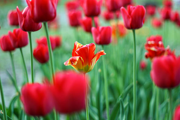 istock Unique Tulip in a Sea of Red 2168669469
