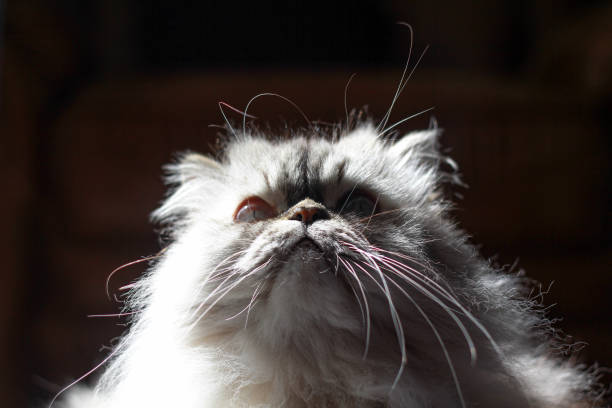 istock Whiskers of Wisdom 2168669803