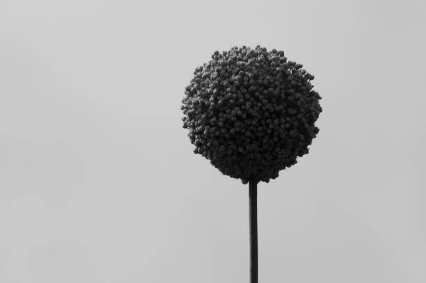 Top of a stalk containing a garden leek flower looking unique and thought provoking