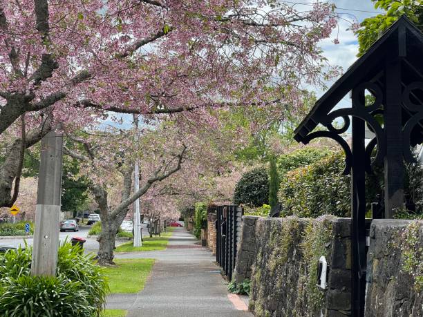 istock Beautiful walkway with cherry blossoms blooming 2168672993