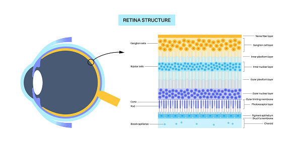 Retinal Structrue Retina Structure Poster Stock Illustration - Download Image Now ...