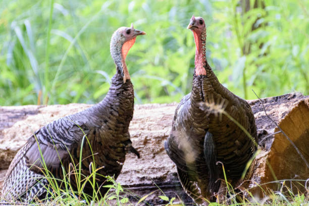 Two wild turkeys in Kensington Metropark