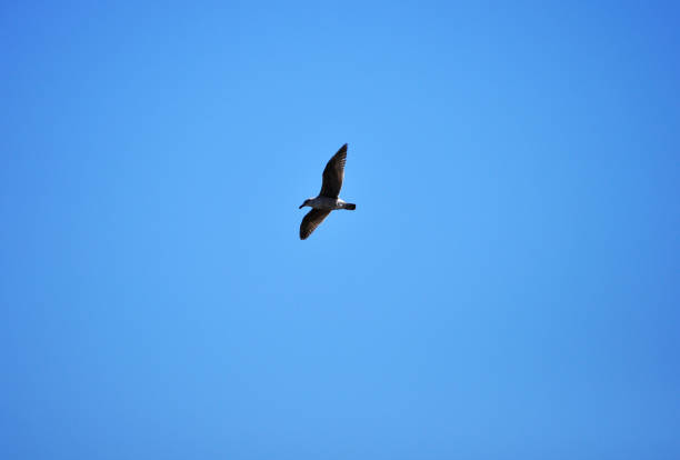 Batuco wetland, Gull in full flight