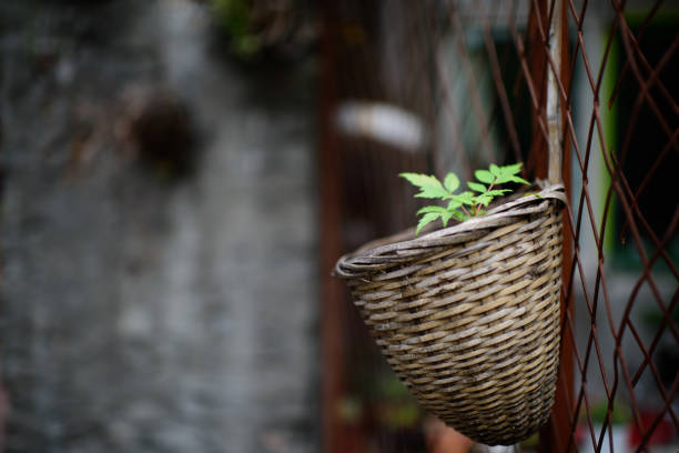 Various types of houseplants growing in plastic and clay pots inside a bright greenhouse with natural light and sandy soil.