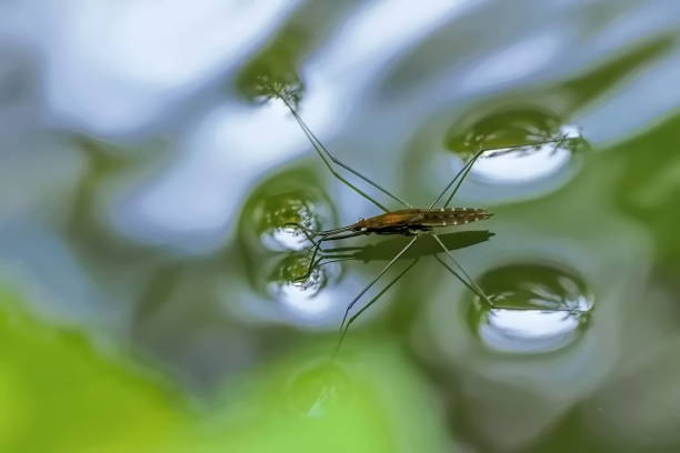 istock Gerris lacustris, commonly known as the common pond skater, nature 2168686995