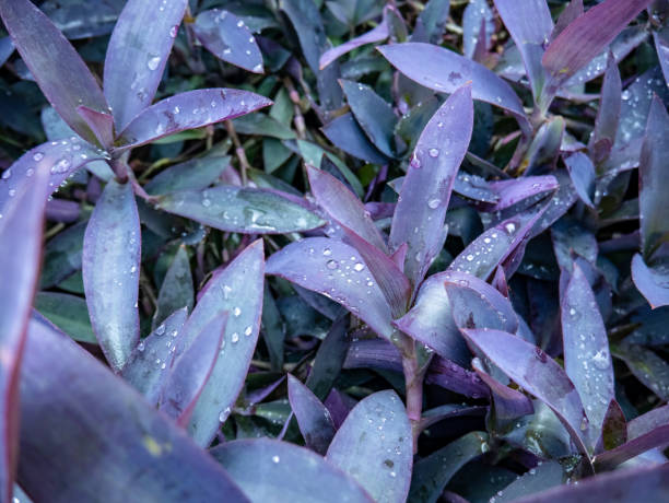 istock beautiful purple leaves with dots of morning dew decorating them 2168689192