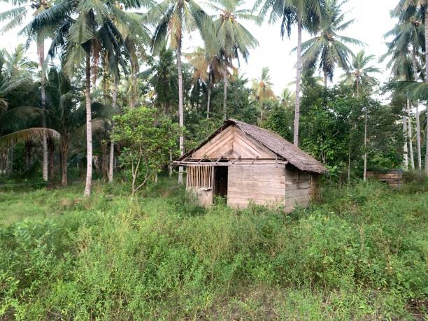 istock A Small Wooden Hut in a Lush Tropical Forest 2168689365