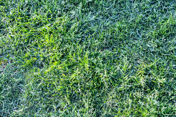 green grass , natural texture, view from above, cut lawn