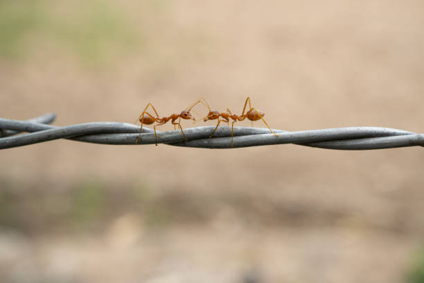 Ants using barbed wire has they would use vines and plants in the rainforest Asia