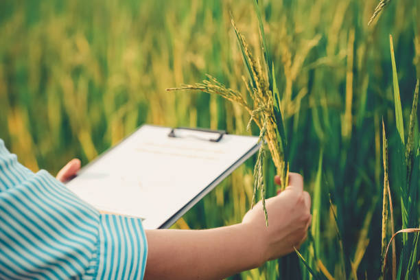 istock Young farmers are using laptop tablets to research and study rice variety development in the rice fields. Smart farmers working in the rice fields. Concept of modern farmers using technology. 2168692010