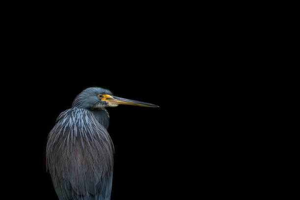 istock Tricolored Heron in hiding 2168692640