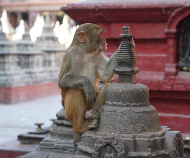 istock Monkey sitting on a Temple in Kathmandu 2168695034