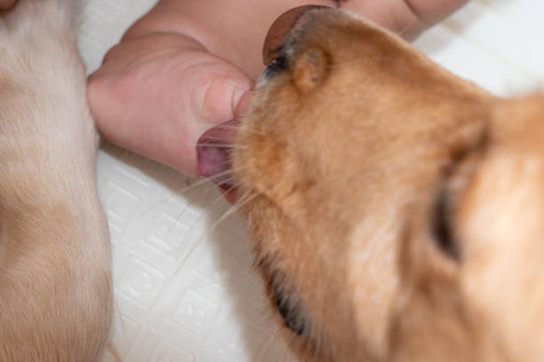 A heartwarming close-up of a golden retriever dog tenderly licking a baby’s feet, capturing the bond between a child and their loyal canine friend