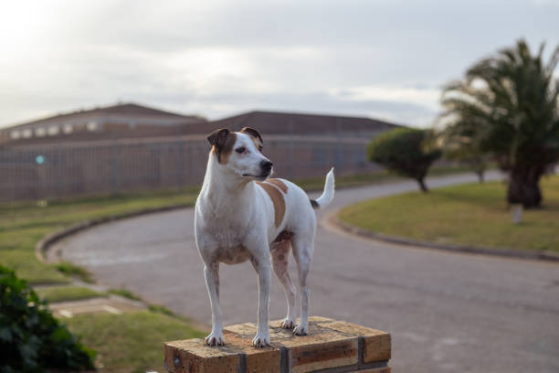 Confident terrier dog seen standing on wall