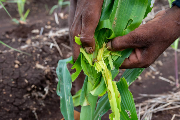 istock In the maize field, the armyworm attack the maize leaves, causing damage to the maize leaves, causing major losses to the maize itself. 2168702458