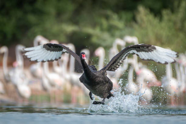 A BEAUTIFUL BIRD BLACK SWAN RUNNING ON WATER PREPARING FOR TAKE OFF