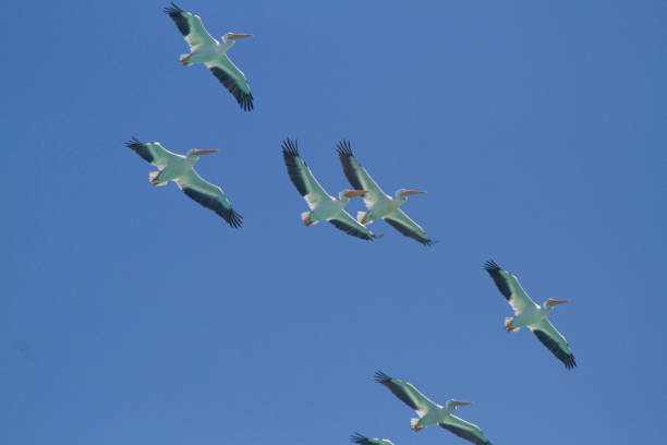 flock of pelicans migrating