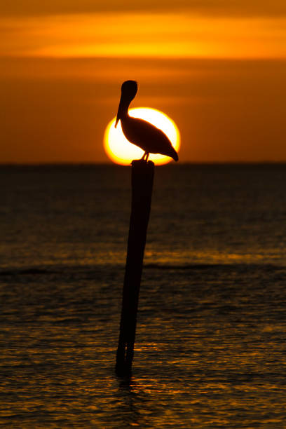 istock silhouette sea bird at sunset 2168706654