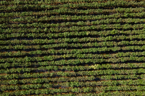 istock Aerial view of agricultural fields with crops arranged in horizontal rows. 2168708769