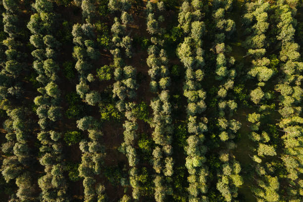 istock Aerial view of agricultural fields with crops arranged in vertical rows. 2168708790